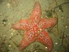 Photo of Dermasterias imbricata